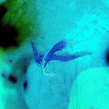 Album cover for Schilling - Details on vinyl lp
