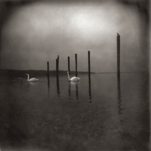 Album cover for OM - Conference Of The Birds on cd