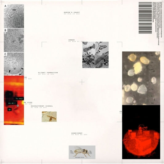 Polygonia & Simon Popp – Apiformes cover artwork