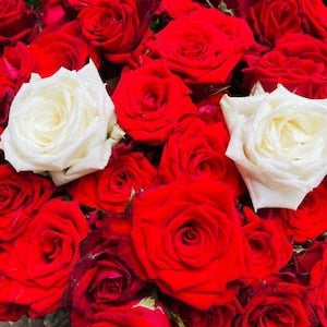 Cut All The Red Threads Of Destiny That Run Through The World And Connect Them To Me [CD] (Japanese Import)