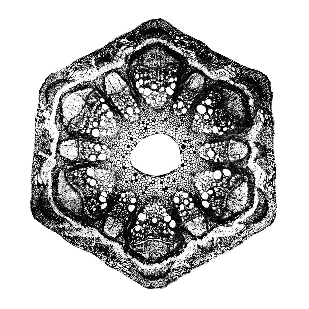 Wild Qualia [12"]