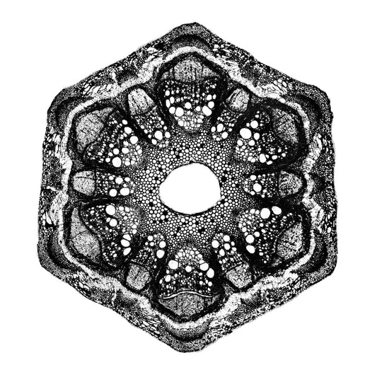 Odd Lust - Wild Qualia 12-inch vinyl product image