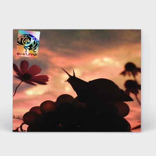 Bugland [LP] (Import)