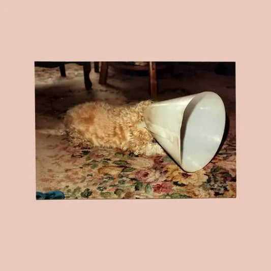 No [LP White Vinyl]