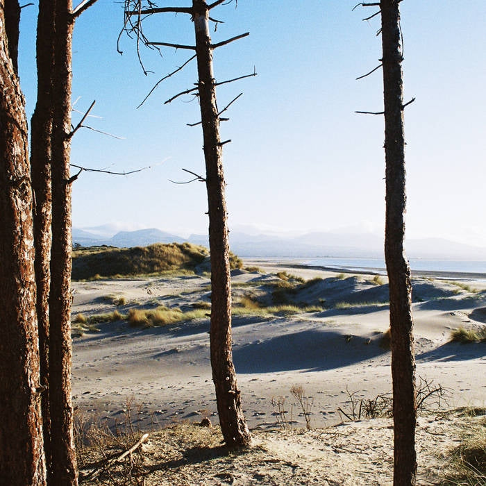 Your Medal's In The Post / Primordial Slot Machine [Gold Colored Vinyl]