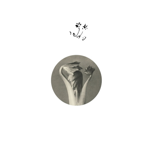 Longevity Eyebrow [12"]