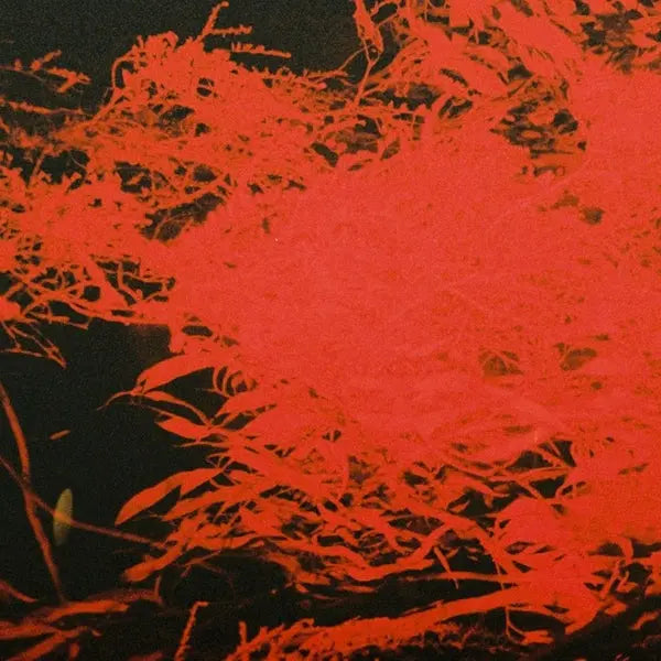 Anthony Naples - In Studio Magic [LP]