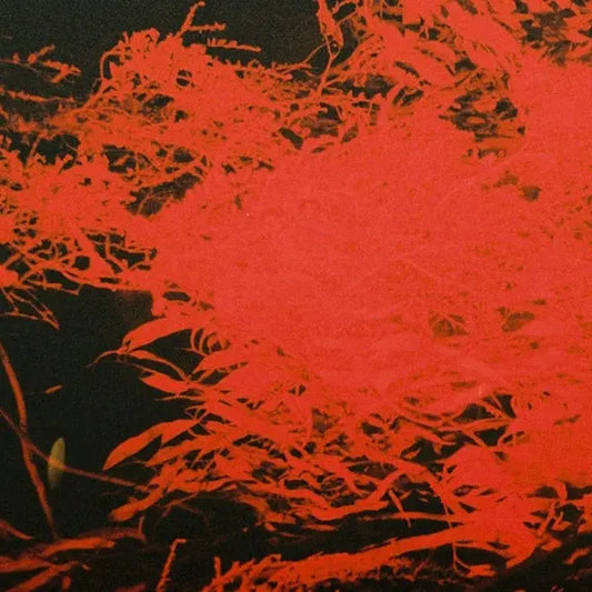 Anthony Naples - In Studio Magic [LP]