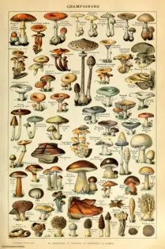 Champignon-Pour Tous - Champignon-Pour Tous [Poster]