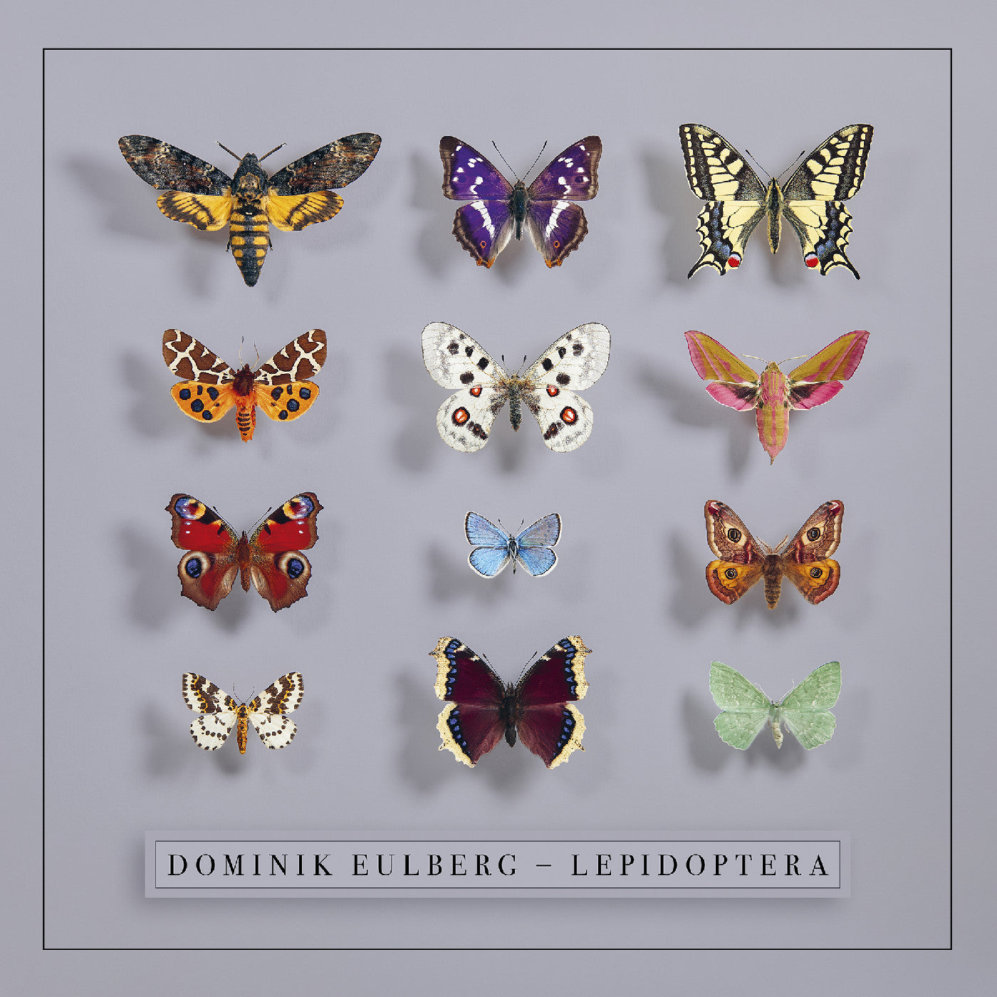 Lepidoptera [Vinyl]