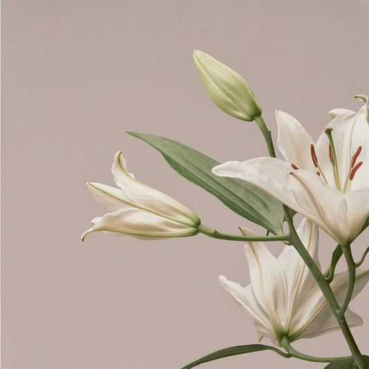 Turn The Light On: Acoustic Reimagination V1 [CD]