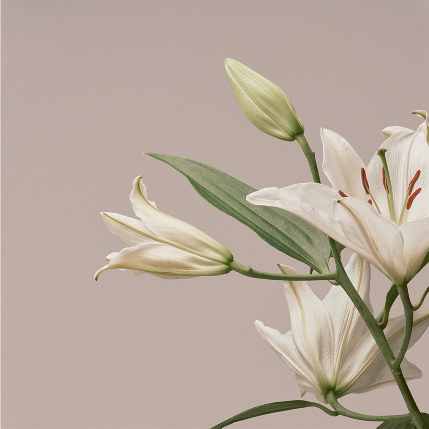 Turn The Light On: Acoustic Reimagination V1 [CD]