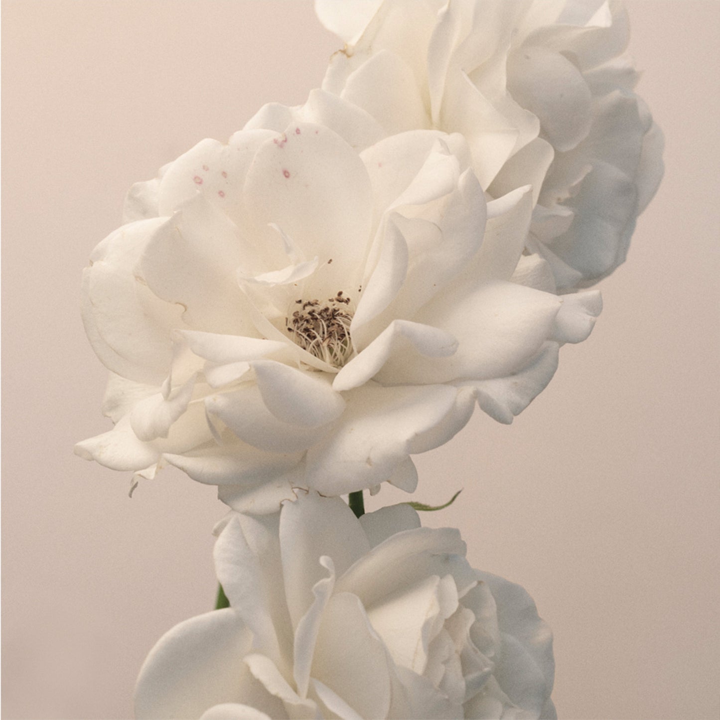 Turn The Light On: Acoustic Reimagination V2 [CD]