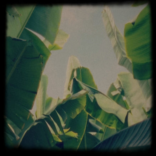 Platano Tapes [Cassette]