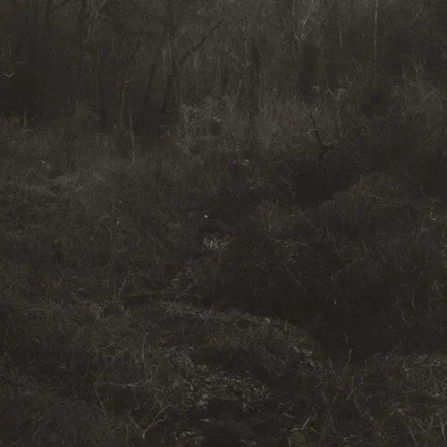 Lesley Mok - transient [LP]