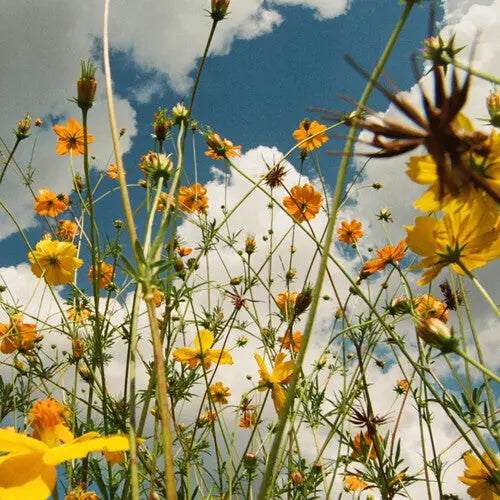 Tasha - You Are Spring! [Yellow Wildflower Vinyl LP]