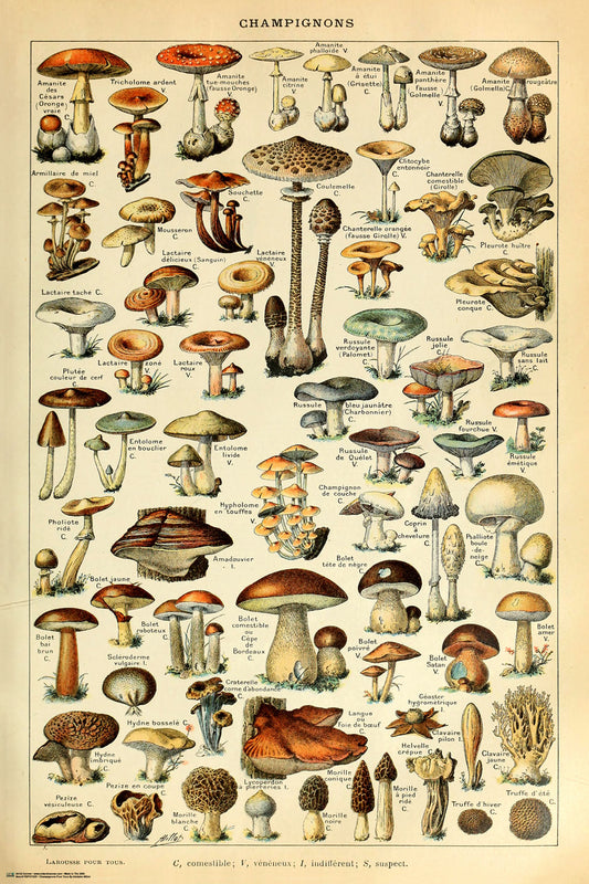 Champignons pour Tous [24 x 36 Poster] artwork