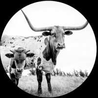 West Texas Blues [LP]