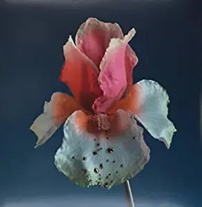 Flume - Tiny Cities / Take a Chance (Remixes) [12" Vinyl Single]
