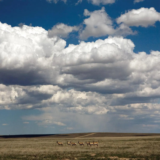 Fruit Bats - Tripper [Deluxe White Vinyl LP + Sea Glass Blue 7"]